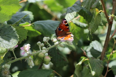 Close-up of butterfly pollinating on flower