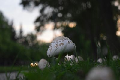 Close-up of plant growing on field