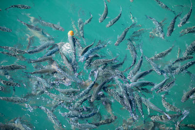 Full frame shot of frozen swimming in sea