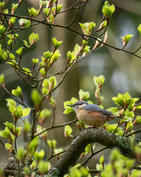 A nuthatch, sitta europaea, perched on a tree branch in an old tree.