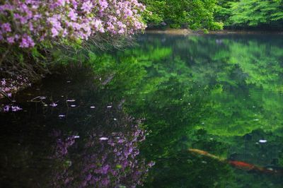 Purple flowers growing on tree