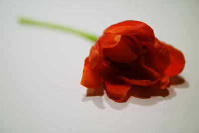 Close-up of rose against white background