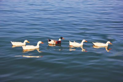 Ducks swimming in lake