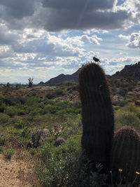 Cactus growing on field against sky