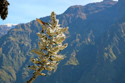 Big hummingbird drinking nectar from puya weberbaueri flower at colca canyon, arequipa region, peru