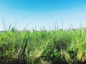 Crops growing on field against clear sky