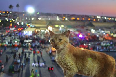 Cat looking away on illuminated city street