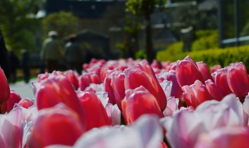 Close-up of red tulips