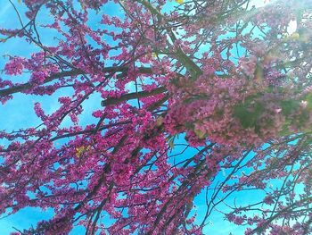 Low angle view of pink flower tree