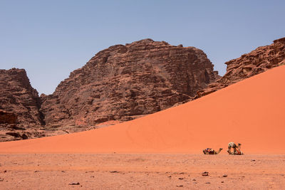 Desert landscape with camel, sand dunes and rocky sandstone cliffs. wadi rum, jordan