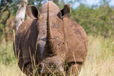 Close-up portrait of a bird