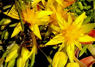 Close-up of bee on yellow flower