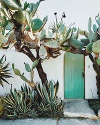 Tree by plant against building