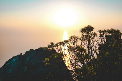 Silhouette tree by sea against sky during sunset