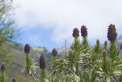 Close-up of purple flowering plants