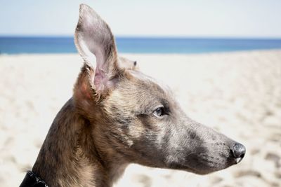 Close-up of dog on beach