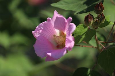 Close-up of pink flowering plant