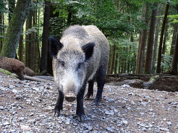 Wild boar in the wildlife park