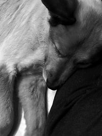 Close-up of dog sleeping