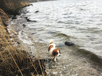 High angle view of dog in water