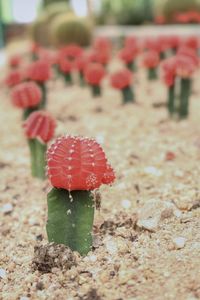 Close-up of red succulent plant on field