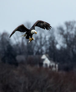 Low angle view of eagle flying in sky