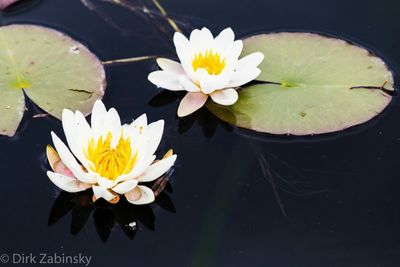 Close-up of water lily in pond