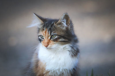 Close-up of a cat looking away