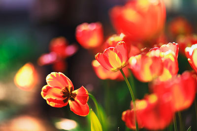 Close-up of red flowering plants