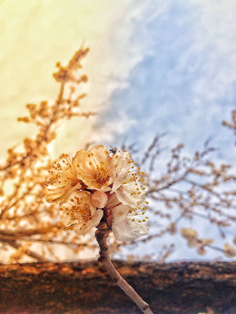 flower, fragility, beauty in nature, nature, flower head, petal, close-up, growth, blossom, no people, freshness, plant, focus on foreground, day, outdoors, springtime, branch, tree, sky