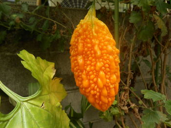 Close-up of plant growing in field