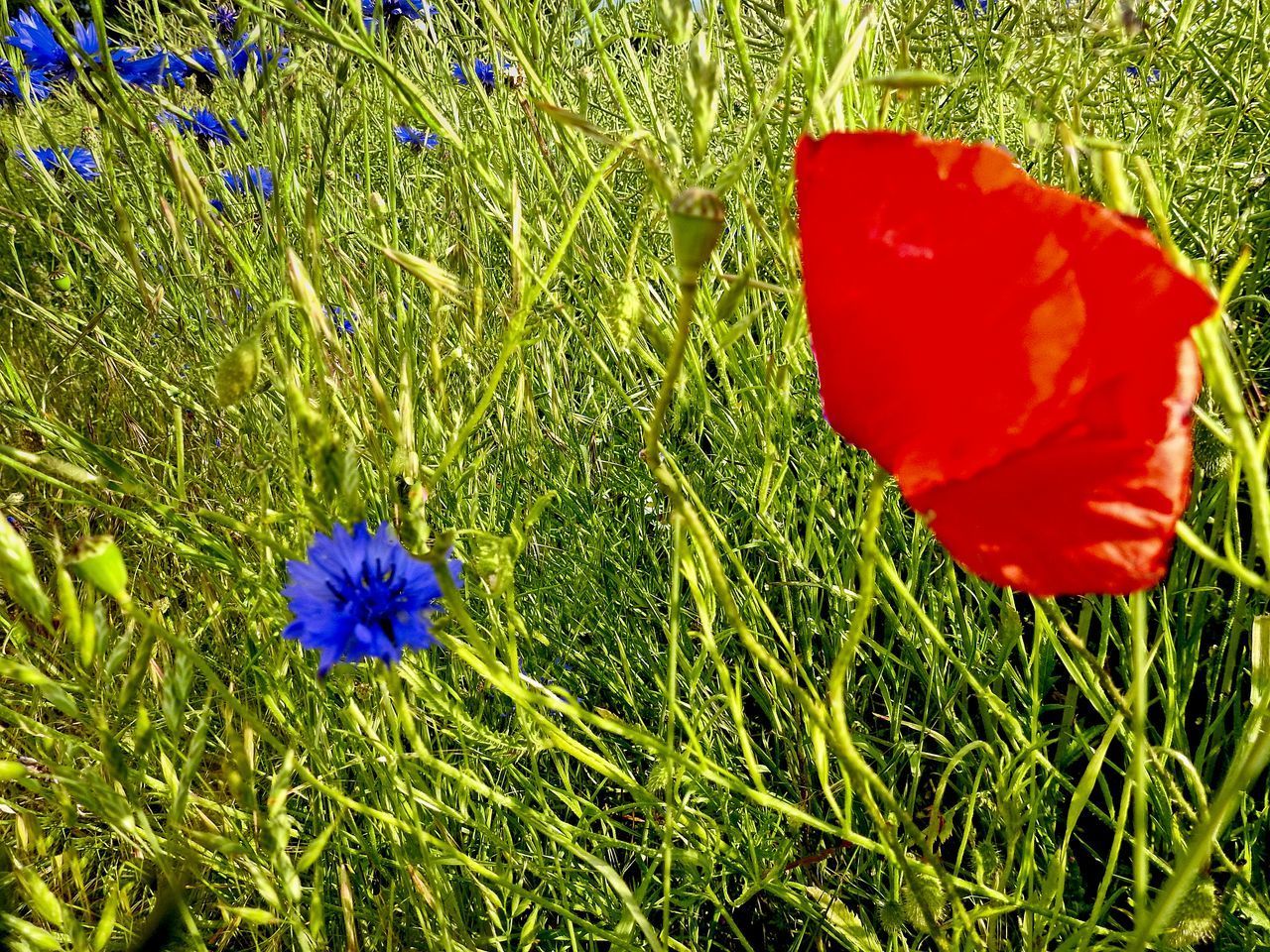 CLOSE-UP OF RED POPPY FLOWER