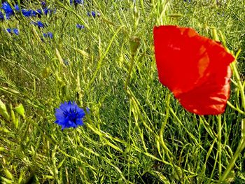 Close-up of red poppy flower on field