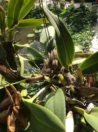 Plants growing on a tree