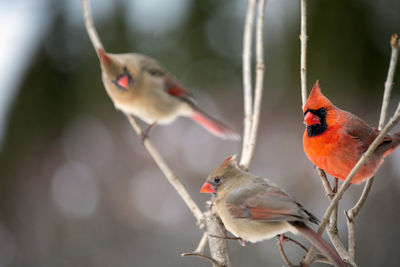 View of birds perching on branch