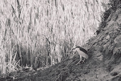 View of bird on grass