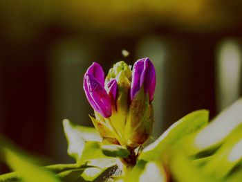 Close-up of pink flower blooming outdoors