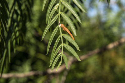 Close-up of fresh green leaf