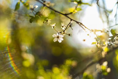 Close-up of cherry blossom on tree