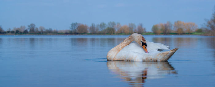 High angle view of large mute swan swans swimming in lake with reflection