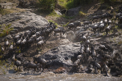 Flock of birds in the river