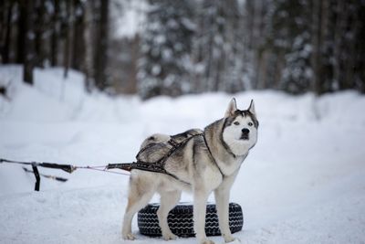 Dog on snow field