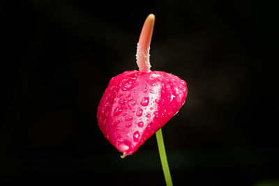 Close-up of water drops on pink flower against black background