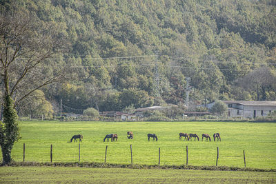 Flock of sheep grazing in field