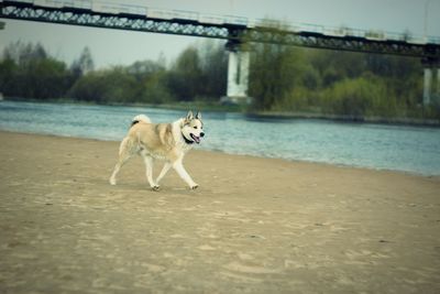 Dog on shore against sky
