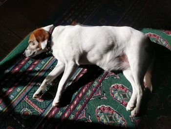 Dog relaxing at home