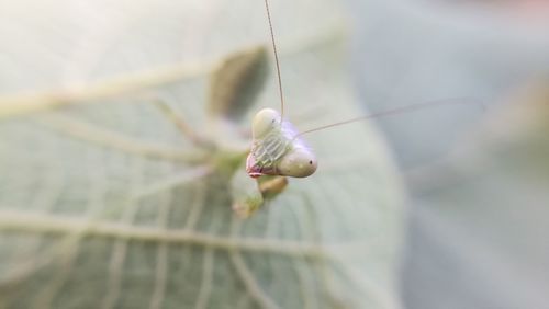 Close-up of insect on leaf