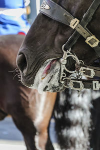 Close-up of hand feeding horse