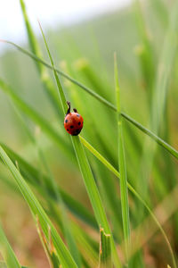 Close-up of ladybug on grass