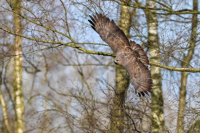 Low angle view of squirrel on tree